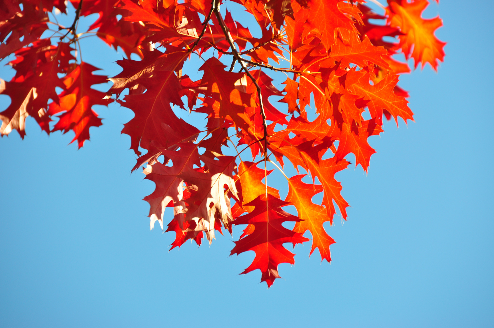 Ein rotes Wunder der Natur - Eichenlaub im Herbst