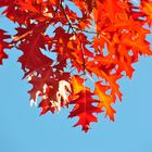 Ein rotes Wunder der Natur - Eichenlaub im Herbst