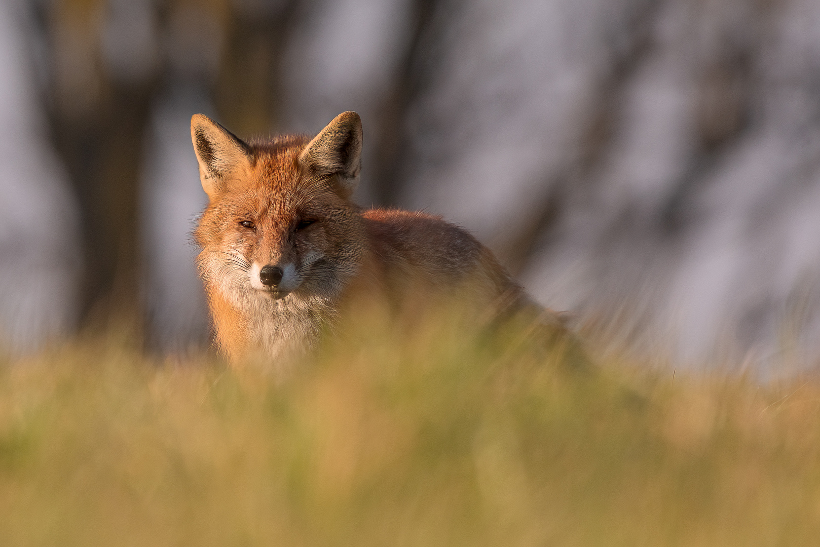 Ein Rotfuchs wie aus dem Lehrbuch