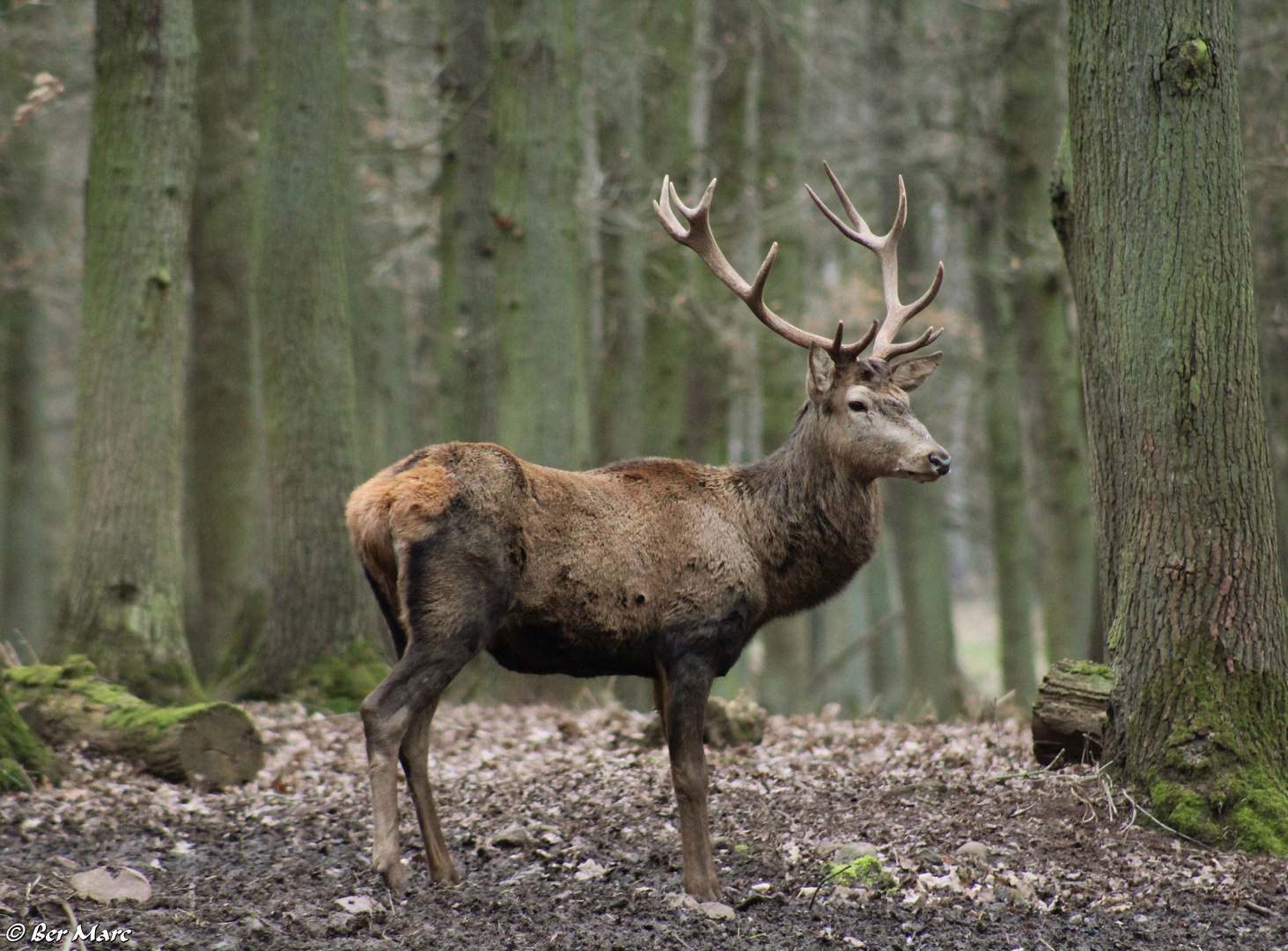 Ein Rothirsch im Walde