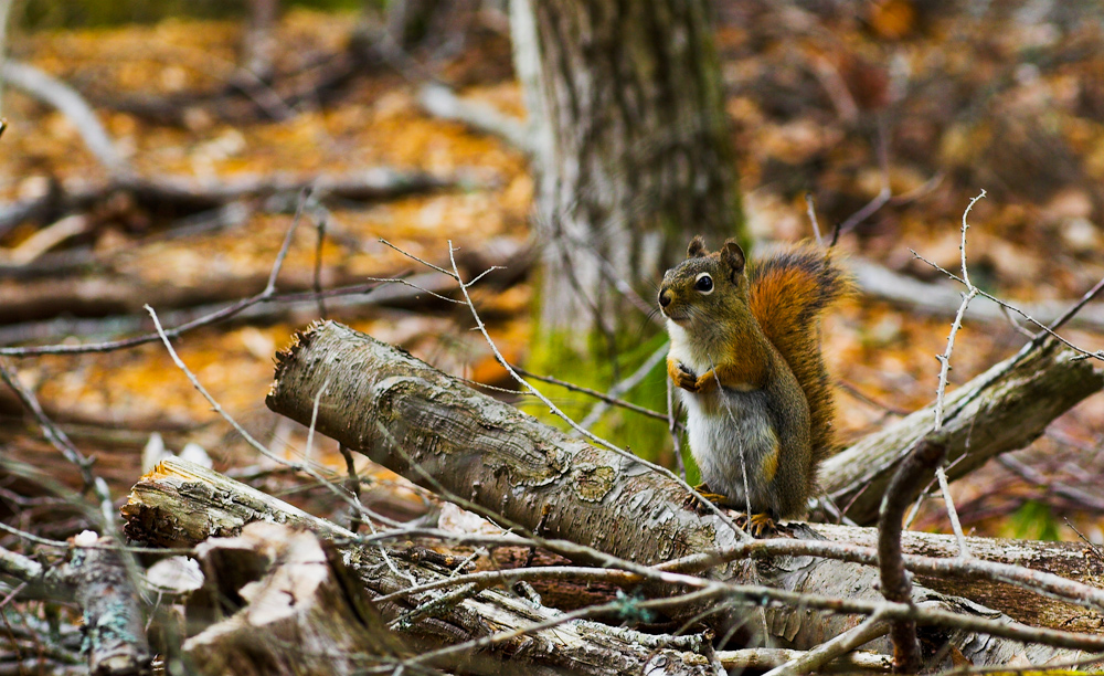 Ein Rothörnchen im Kejimkujik National Park