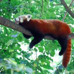 Ein Rotkatzen-Panda wie man ihn selten zu sehen bekommt