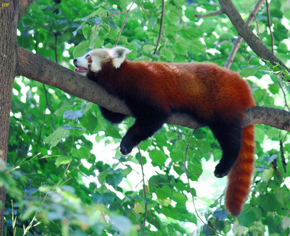 Ein Rotkatzen-Panda wie man ihn selten zu sehen bekommt