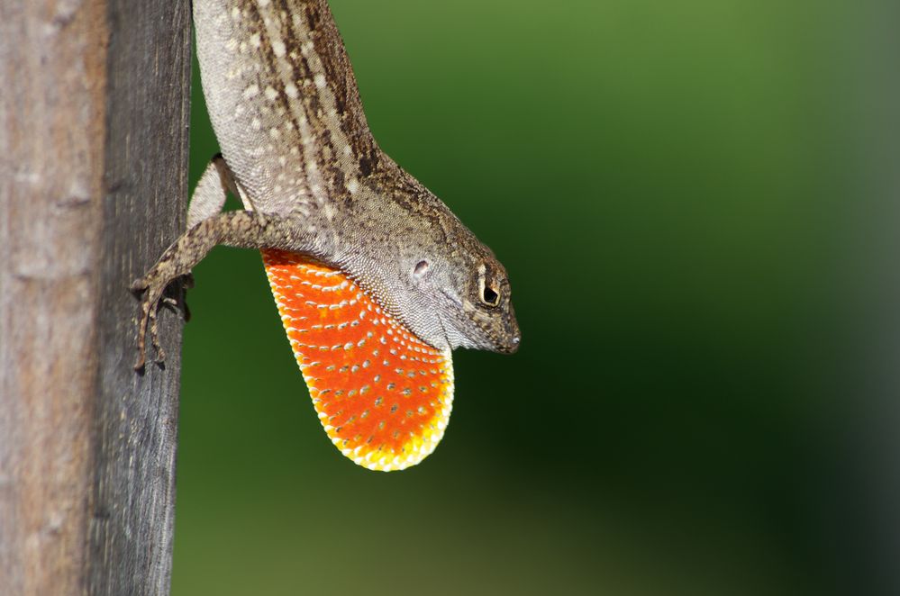 Ein Rotkehl-Anolis auf Brautschau