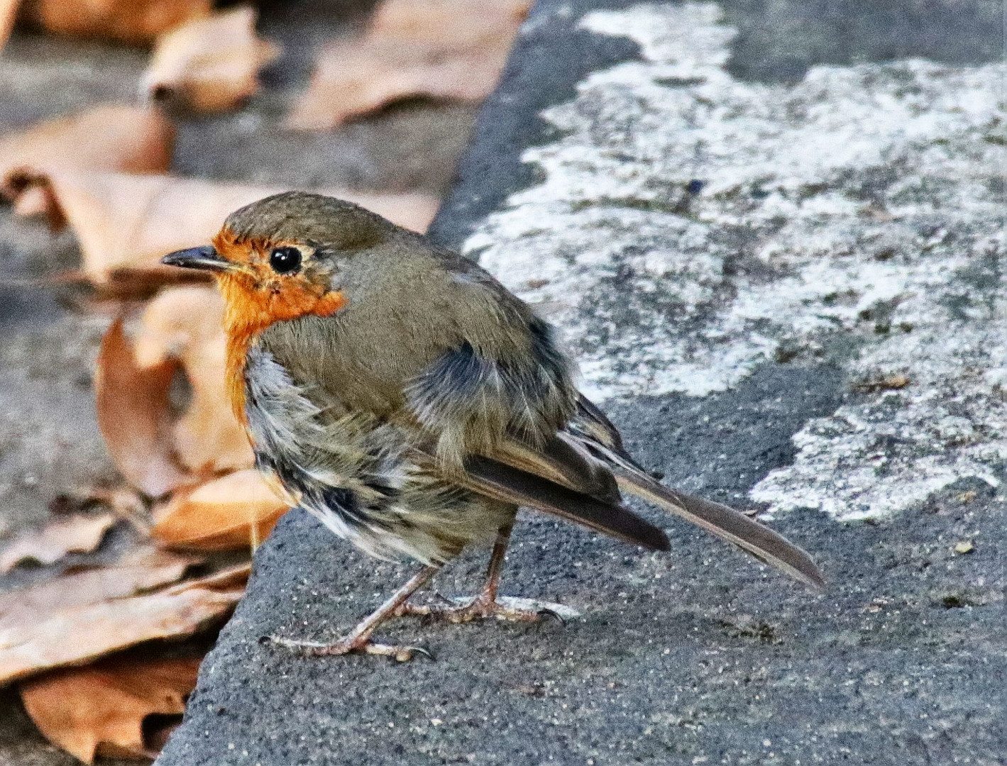 Ein Rotkehlchen.