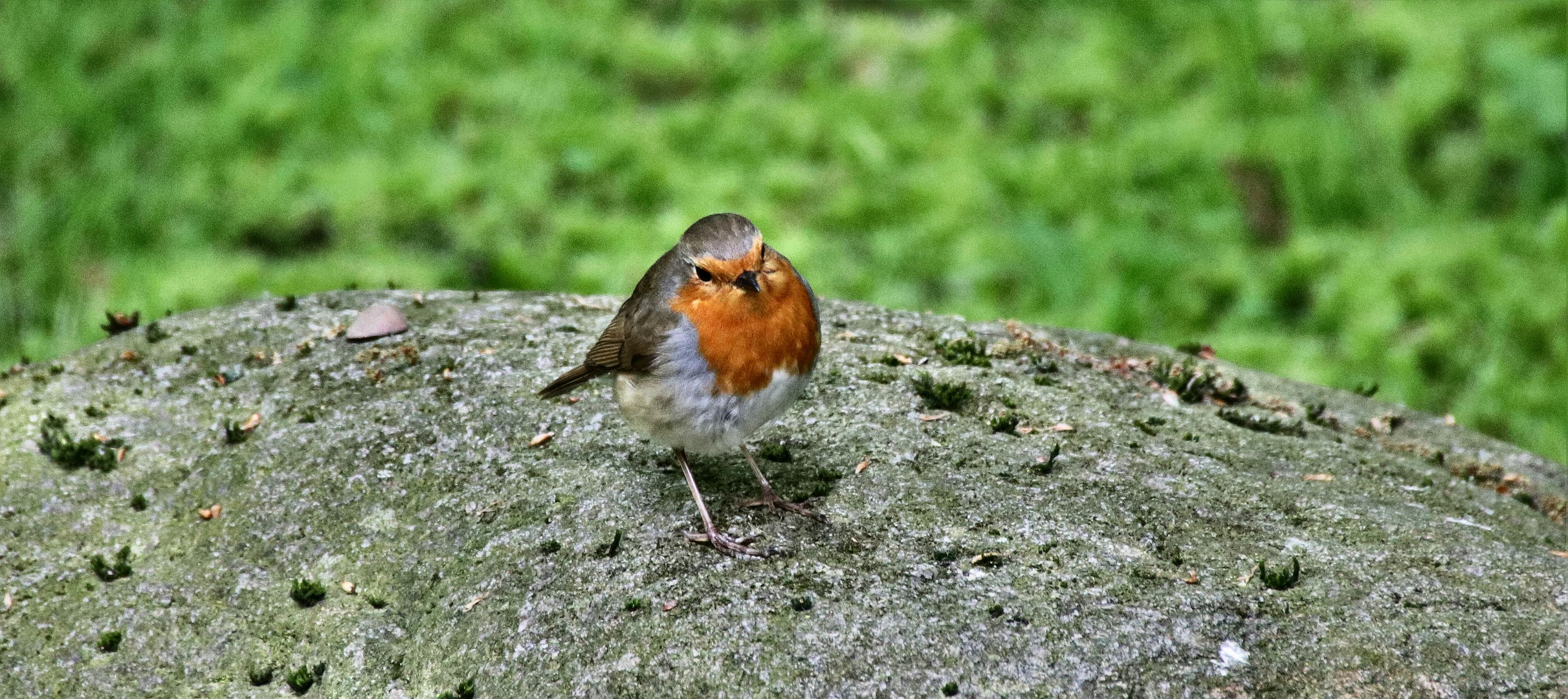 Ein Rotkehlchen.