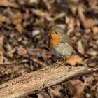 Ein Rotkehlchen auf Futtersuche