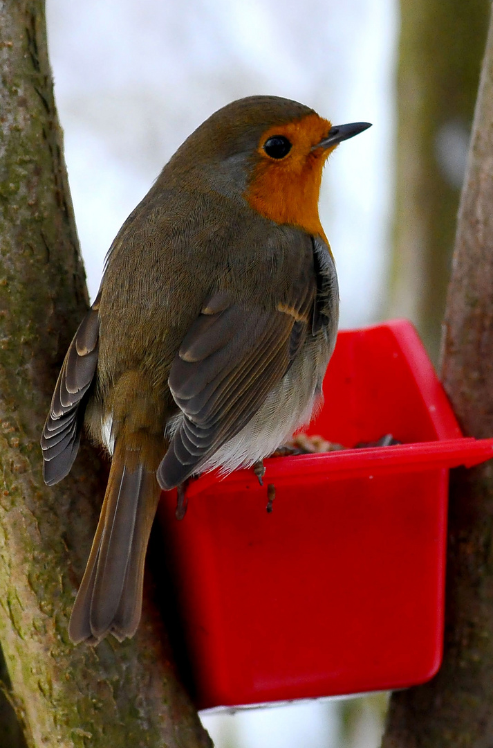 Ein Rotkehlchen auf Seiner Futterschale.