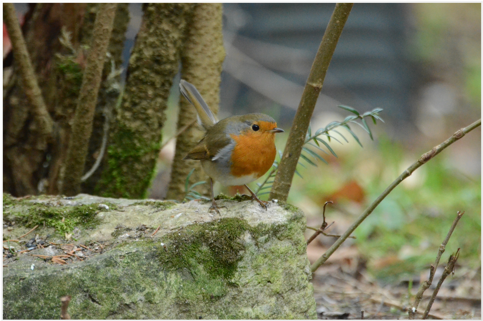 ein Rotkehlchen bei mir im Garten