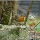 ein Rotkehlchen bei mir im Garten