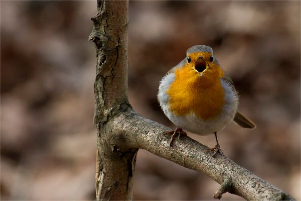 Ein Rotkehlchen beim Morgengesang - rouge-gorge-