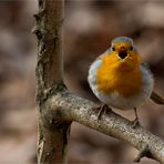 Ein Rotkehlchen beim Morgengesang - rouge-gorge-