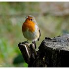 --- Ein Rotkehlchen --- ( Erithacus rubecula )