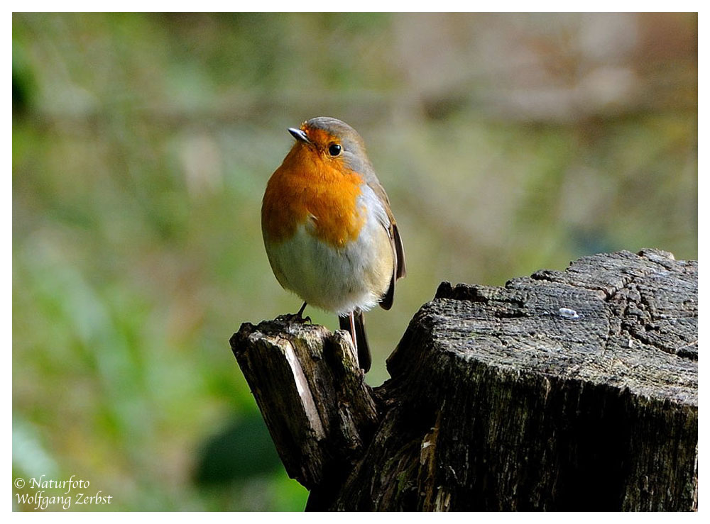 --- Ein Rotkehlchen --- ( Erithacus rubecula )