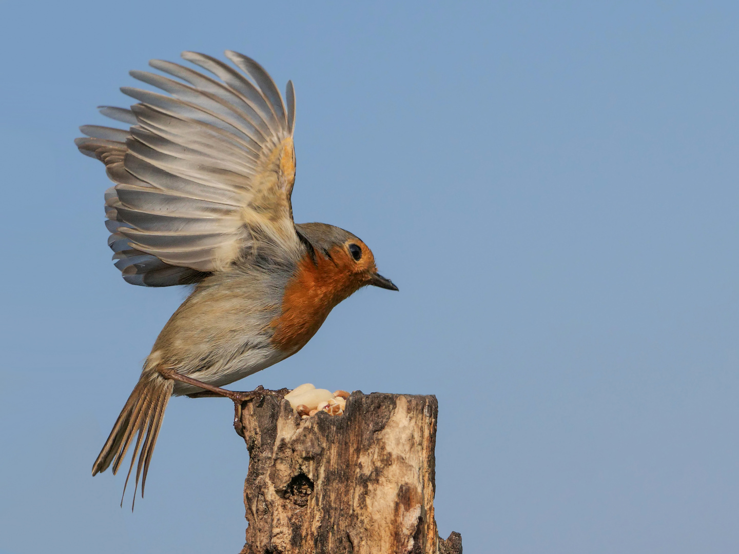 Ein Rotkehlchen im Abflug