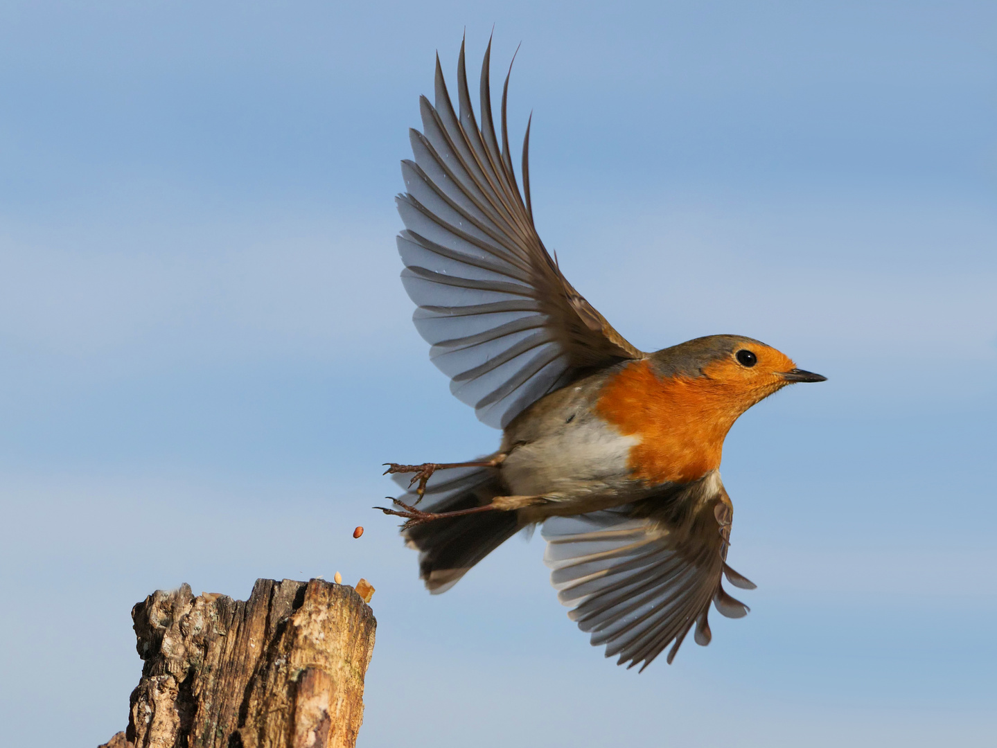 Ein Rotkehlchen im Abflug