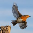 Ein Rotkehlchen im Abflug