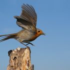 Ein Rotkehlchen im Abflug mit Futter