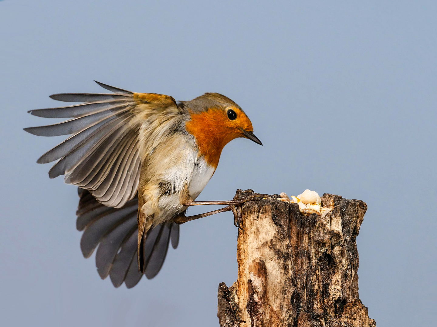 Ein Rotkehlchen im Anflug