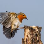 Ein Rotkehlchen im Anflug