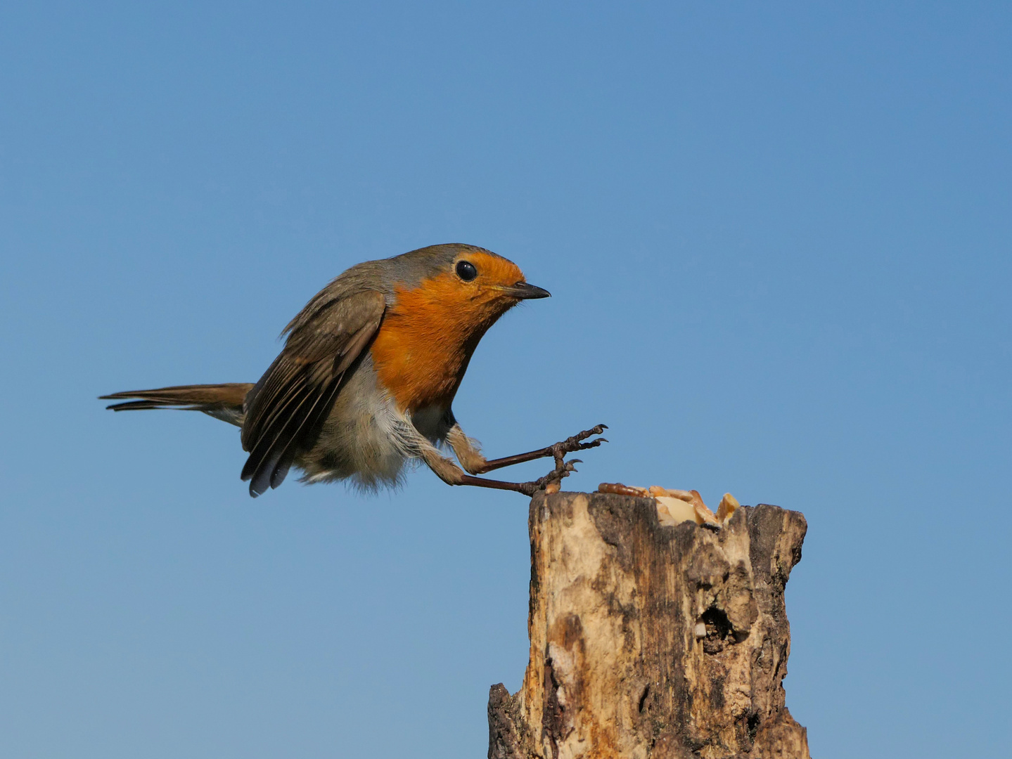 Ein Rotkehlchen im flachen Anflug