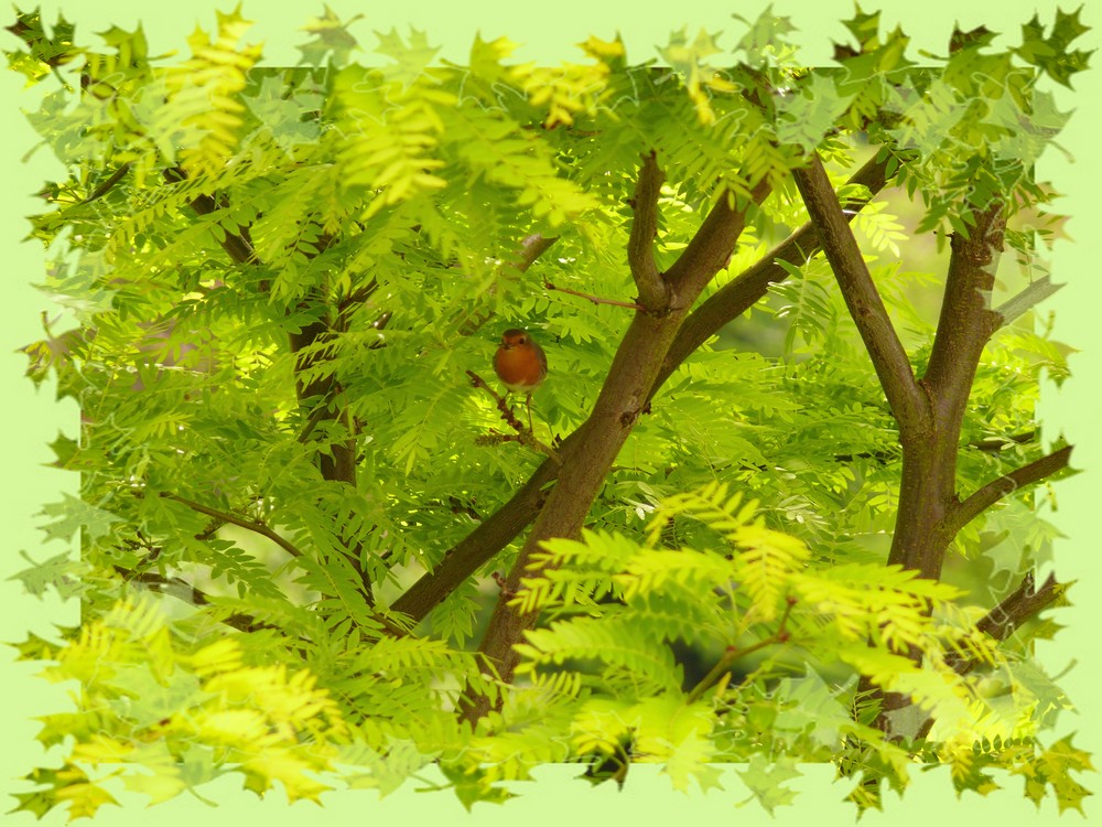 Ein Rotkehlchen im grünen Baum