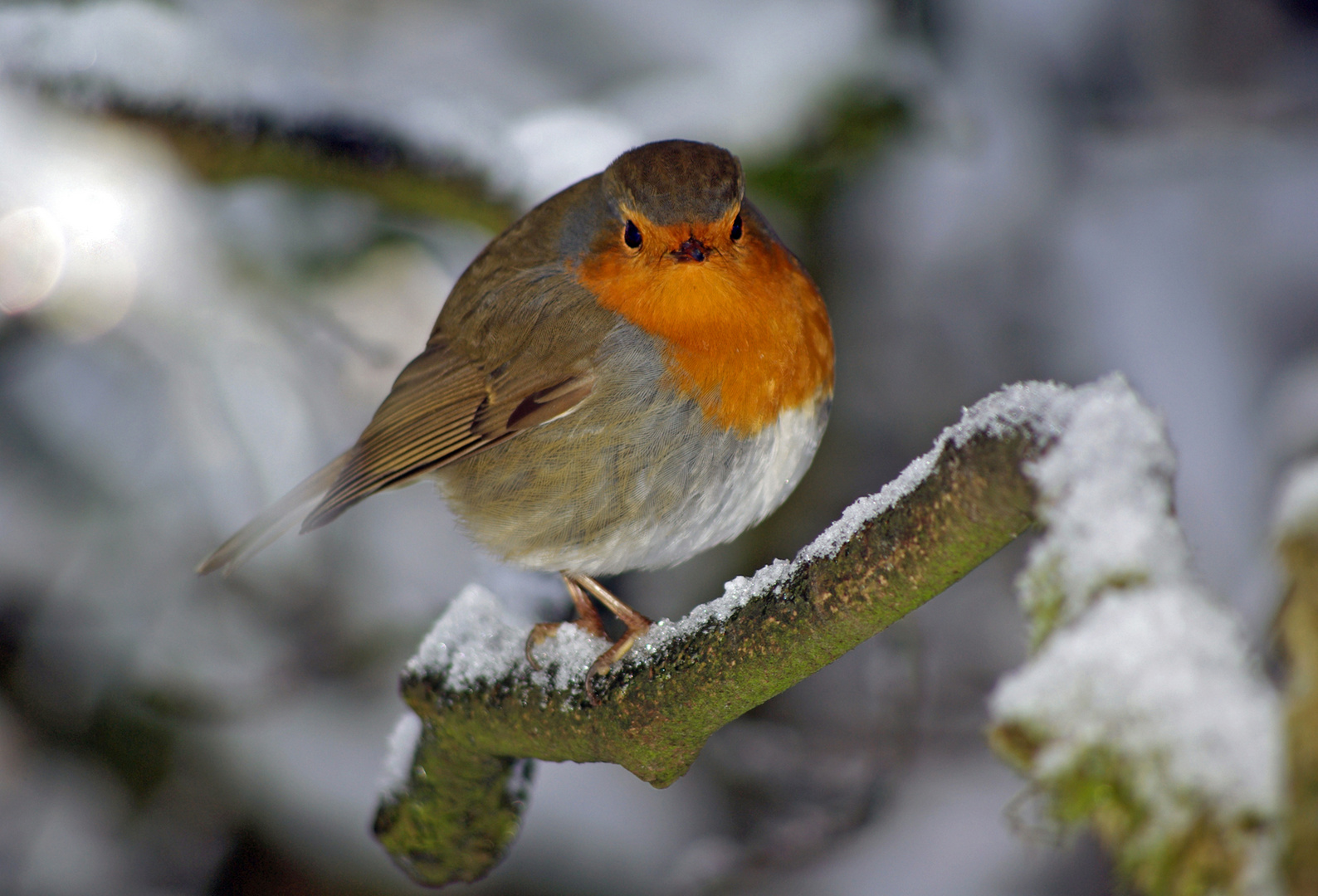 Ein Rotkehlchen im Winter....