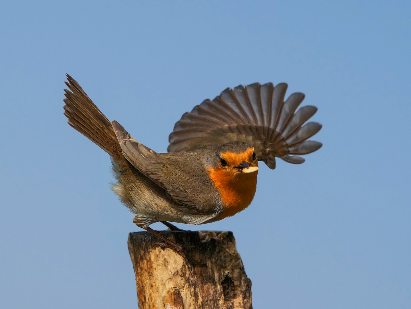 Ein Rotkehlchen in der Abflugphase mit Nuss