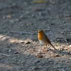 Ein Rotkehlchen kreuzte meinen Weg :-)