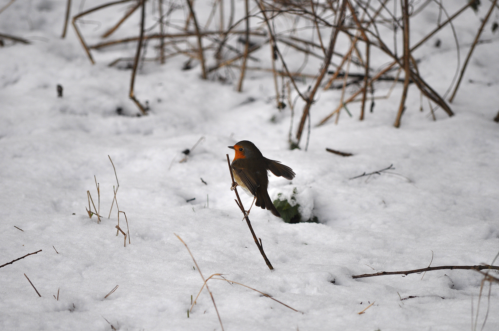 Ein Rotkehlchen macht den Winter