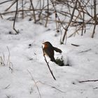 Ein Rotkehlchen macht den Winter