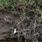 ein Rotschenkel-Kücken wurde von ihrer Mutter gewarnt und hat sich schnell verkrochen