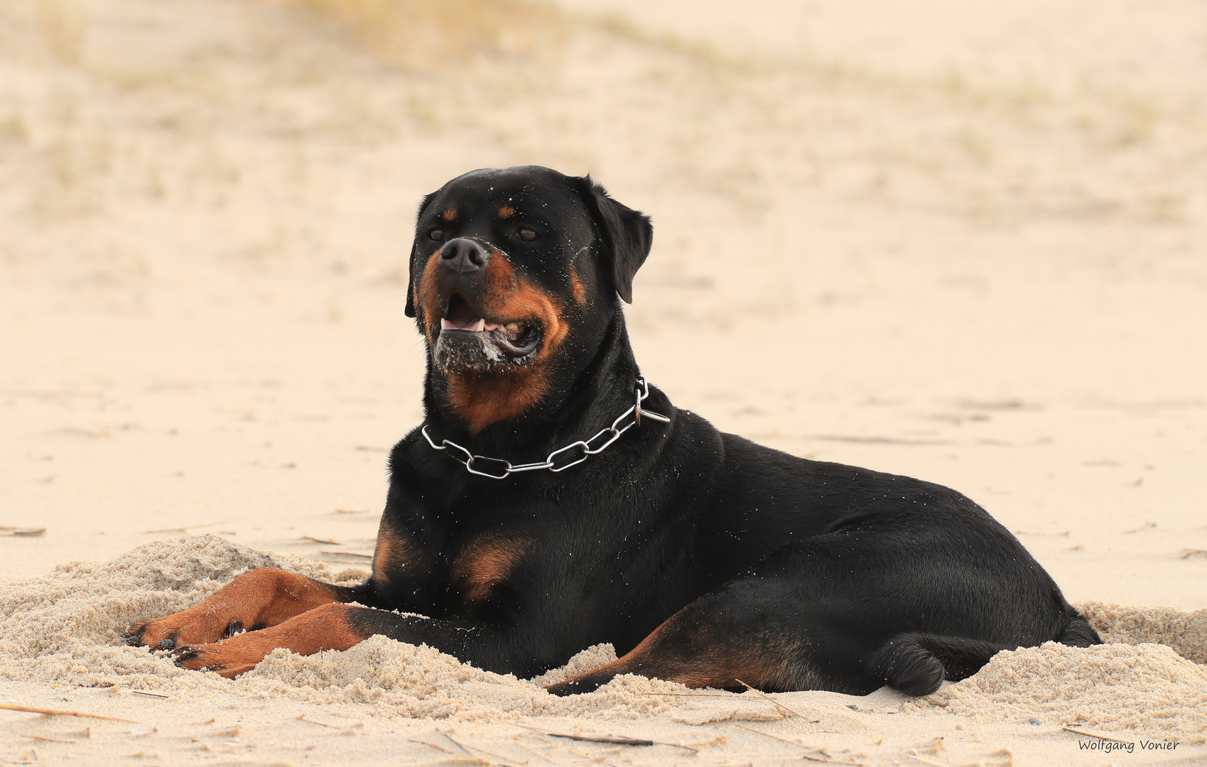 Ein Rotti auf Sylt