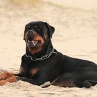 Ein Rotti auf Sylt