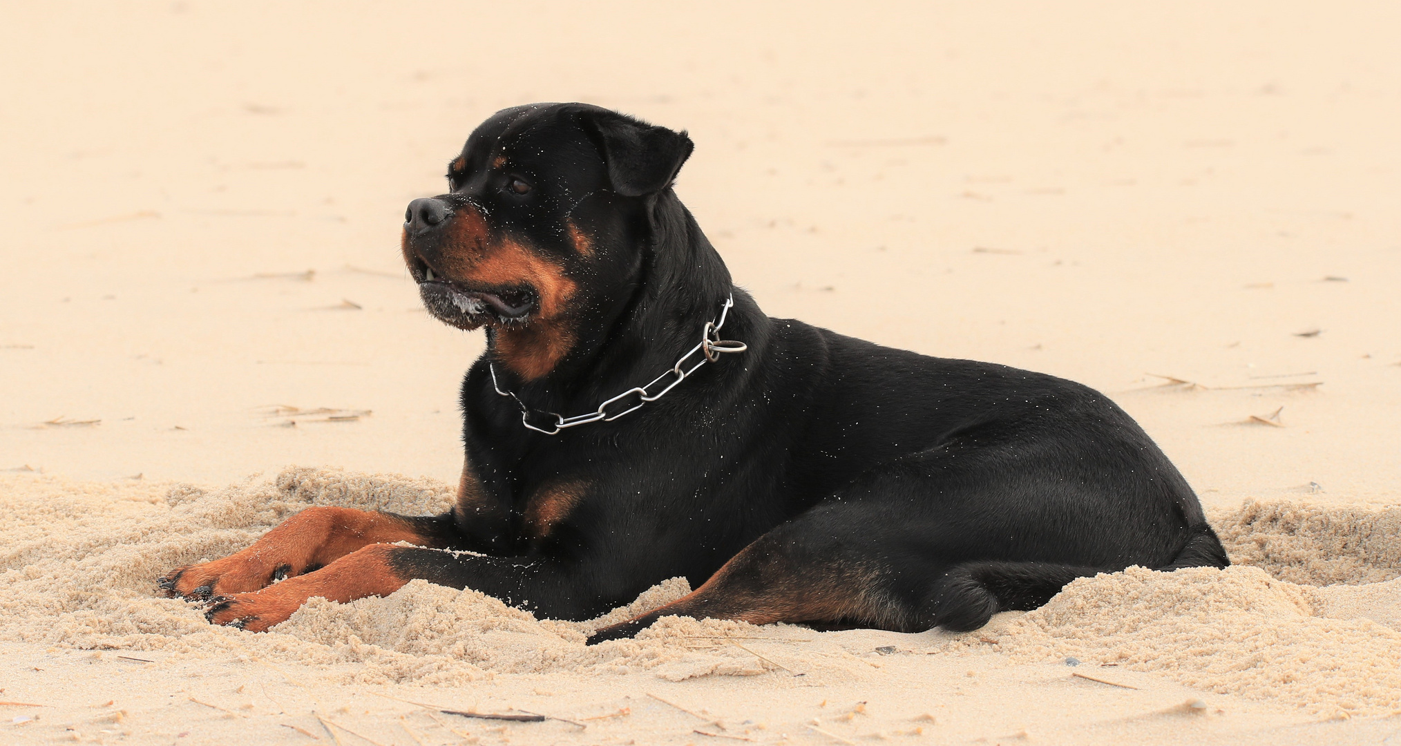 Ein Rotti  auf Sylt