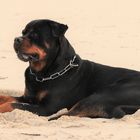 Ein Rotti  auf Sylt