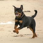 Ein Rotti auf Sylt