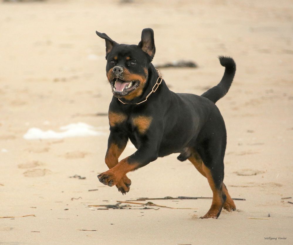 Ein Rotti auf Sylt