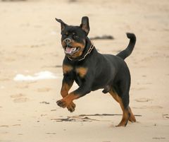 Ein Rotti auf Sylt