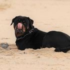 Ein Rotti auf Sylt