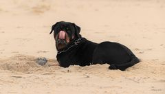 Ein Rotti auf Sylt