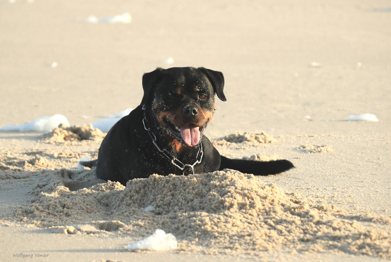 Ein Rotti auf Sylt