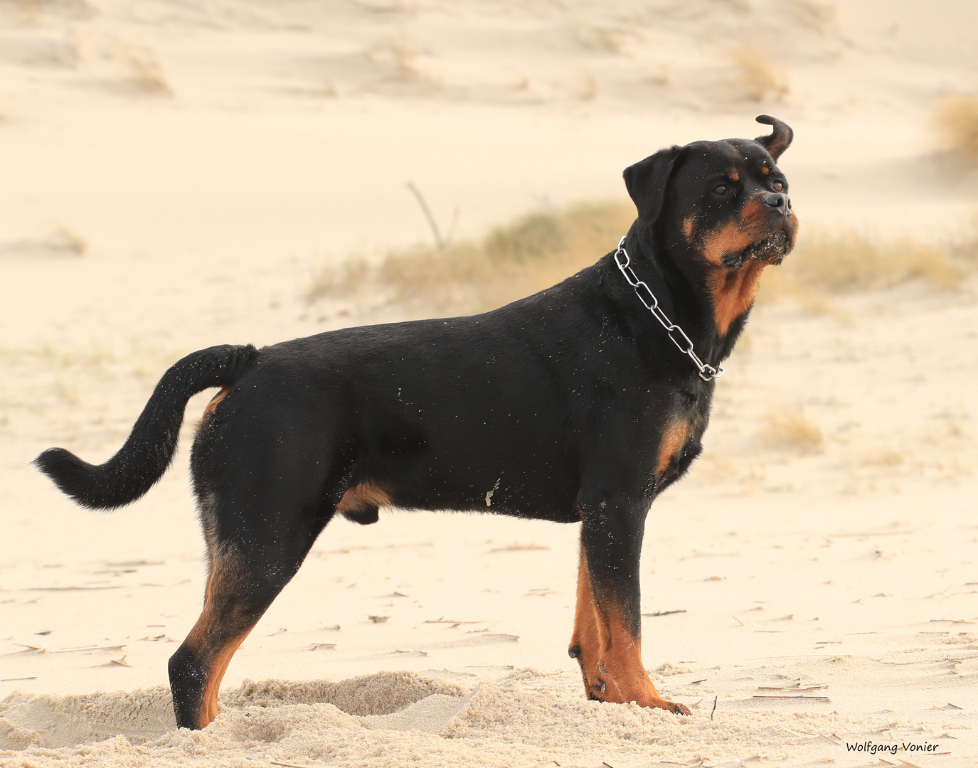 Ein Rotti auf Sylt