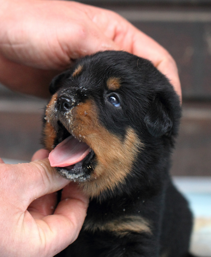 Ein Rottibabyleben ist ganz schön anstrengend :)