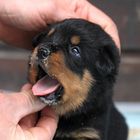 Ein Rottibabyleben ist ganz schön anstrengend :)