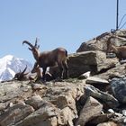 ein Rudel älterer Böcke am Feegletscher