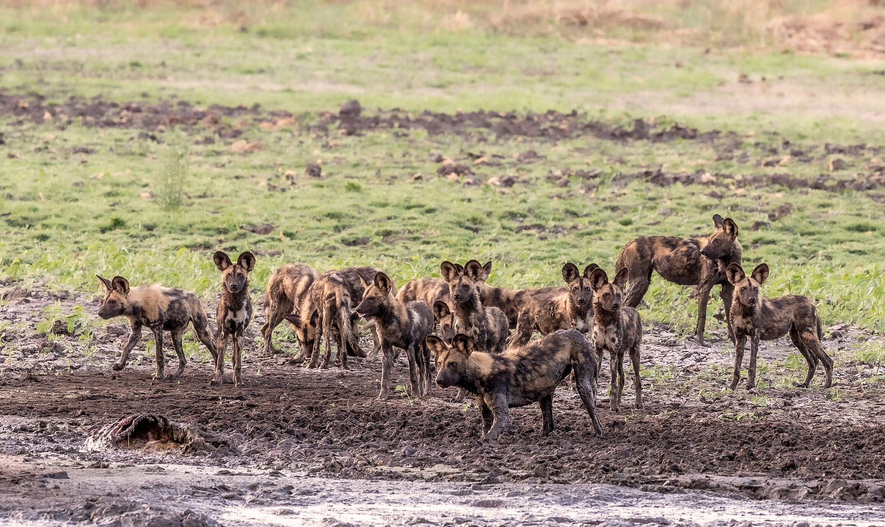 Ein Rudel Afrikanischer Wildhunde