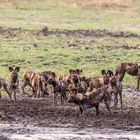 Ein Rudel Afrikanischer Wildhunde