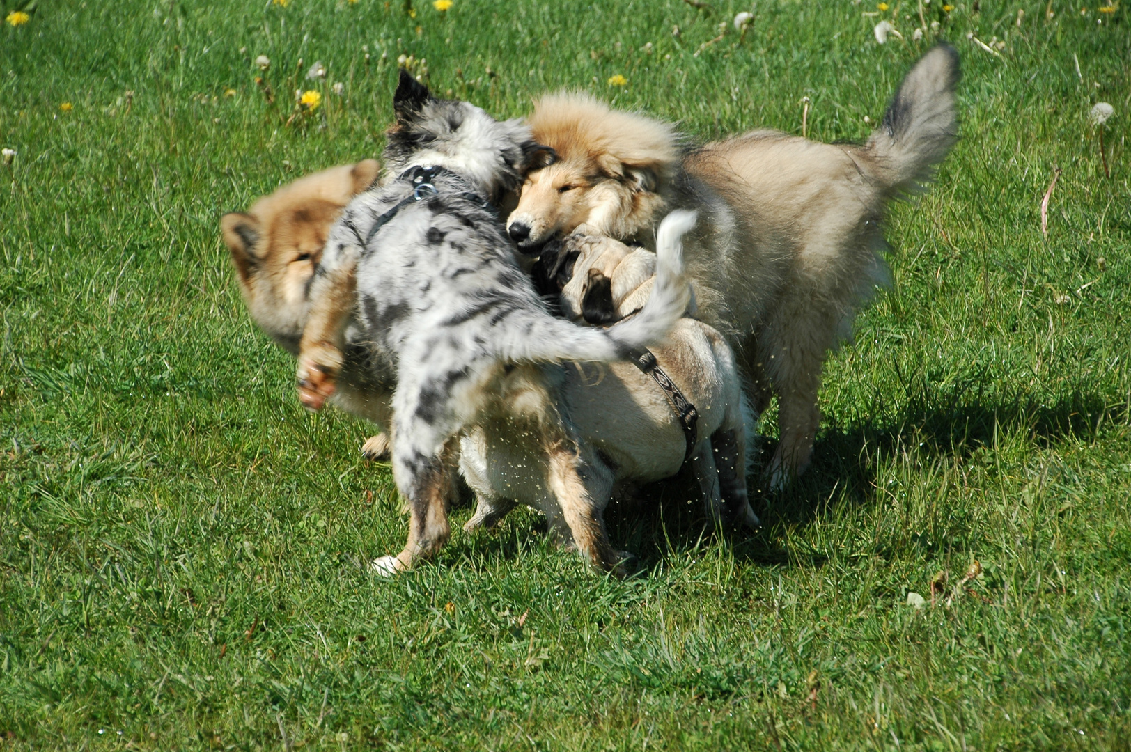 ein Rudel "Hund" am tollen