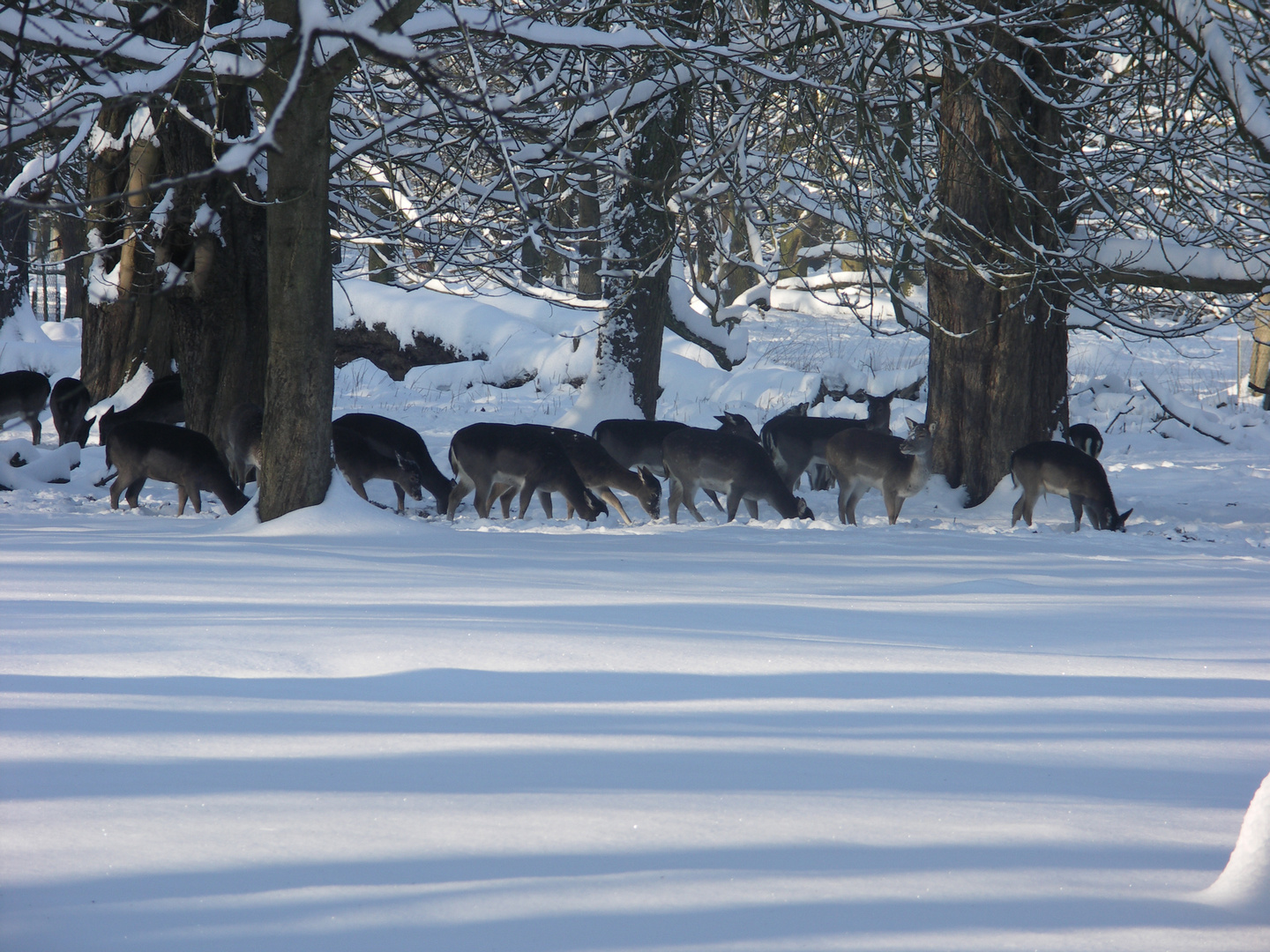 Ein Rudel im Wald.